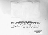 Lophiostoma sexnucleata image